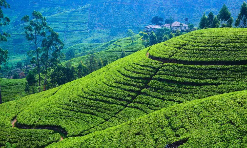 Tea Plantations and Factories